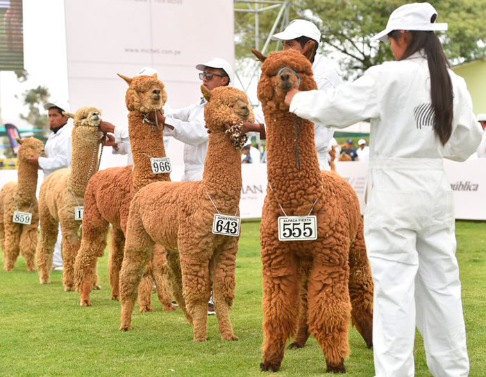 evento-alpaquero-2